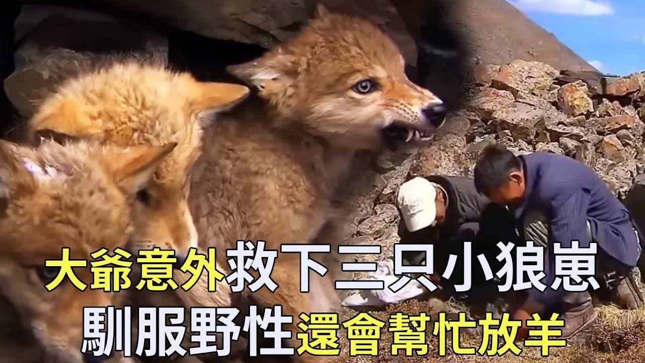 善良的大叔救下三只小狼当狗养，没想到长大后一点野性都没有，还会帮小主人放羊【小奶狗观影】