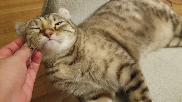 Video 3645841: highland lynx cat, cute lynx, funny lynx