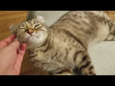 Guest Star: Cute and Funny Highland Lynx Cat