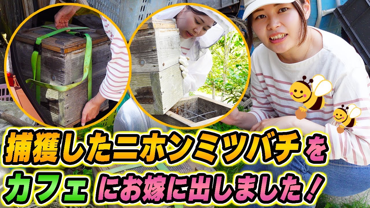 Moving a colony of Japanese beehive to cafe - YouTube