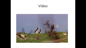 Add Multimedia || Audio & Video || Class 12