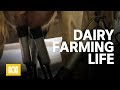 Gambar cover A day in the life of a dairy farmer