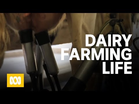 A day in the life of a dairy farmer