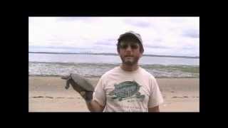 Saving Diamondback Terrapins with Digital Technology RBurke
