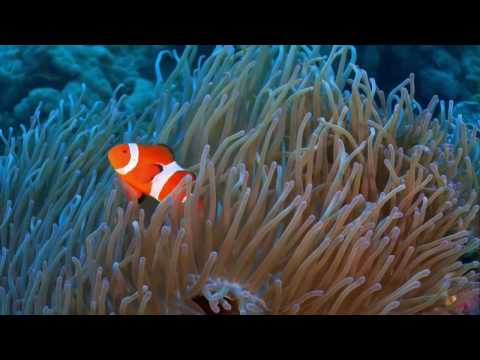 Wideo: Krajobraz Podwodny