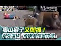中元普渡的猴子事件