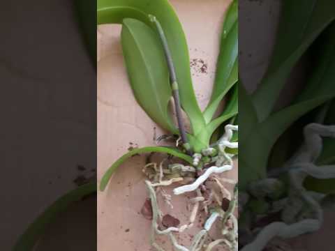 Видео: Грижи за шизантус: Как да отглеждаме орхидеи на бедняците