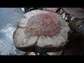 39 Jahre alter Mammutbaum mit 110cm Durchmesser !