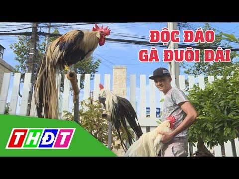 Độc đáo Gà đuôi dài Nhật Bản | Kỳ thú sinh vật cảnh | THDT | Foci