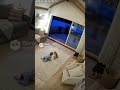 This owl and baby had a close call