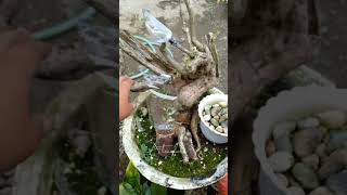 Kapag Walang Pawis Gawin Ito bougainvillealover plantita