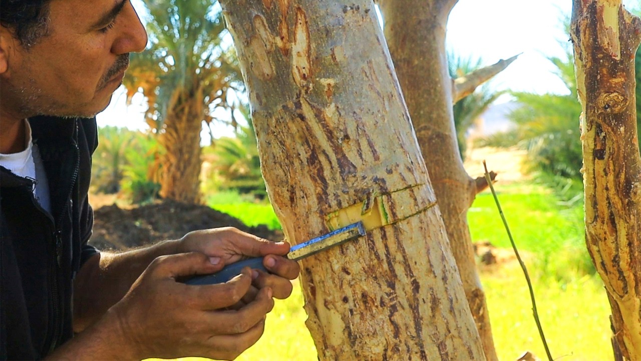 حل سحرى وغريب لو عندك شجرة لاتثمر ابدا او قليلة الثمار👈هذة الطريقة تجعل الاشجار تثمر بغزارة شديدة