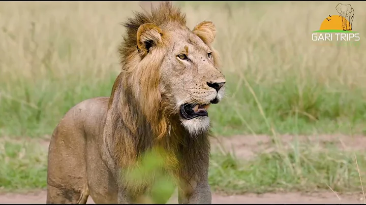 Queen Elizabeth National Park: A Medley of Wonders 🌍✨