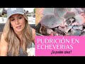 👩🏼‍🌾  Pudrición, 😫  7 pasos para salvarla!