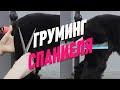 СТРИЖКА СПАНИЕЛЯ / ГРУМИНГ СПАНИЕЛЯ / ОБУЧЕНИЕ ГРУМИНГУ / Эпизод МАСТЕР-КЛАССА / GROOM SCHOOL