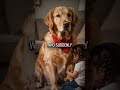 Pets Form Emergency Squad When Thunder Hits - The Results Are Hilarious