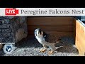 Birdcamit  live peregrine falcons nest albangel  velia