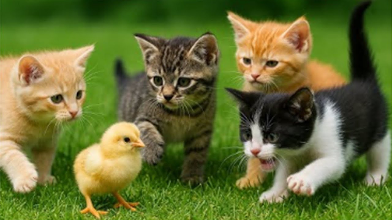 Cat Video Compliments: Cat Playin In The Garden With Dogs, Hen, Cow, Kitten Playing With Mom