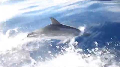 Bottlenose Dolphins / Tumbler in front of Argayall 2018 (Music Video)