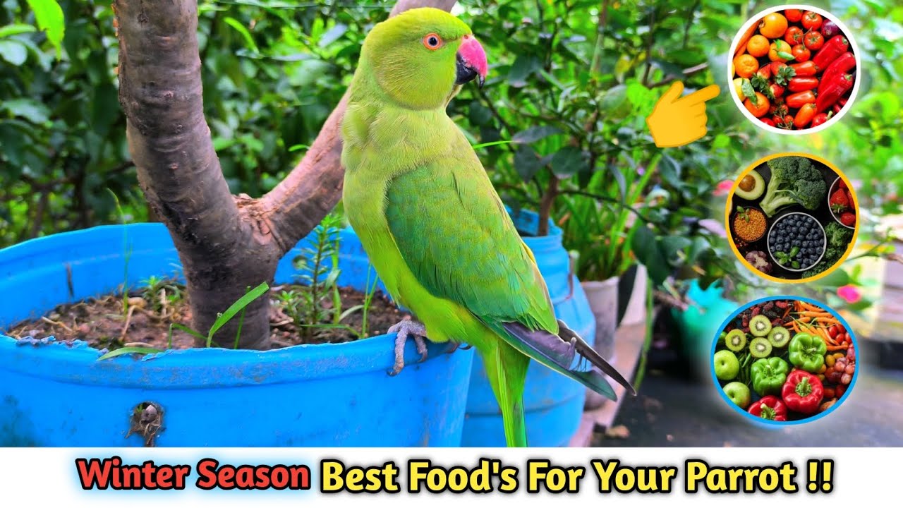 Winter Season Healthy And Best Food For Parrot !! ☺ In Hindi Birds Vlog YouTube