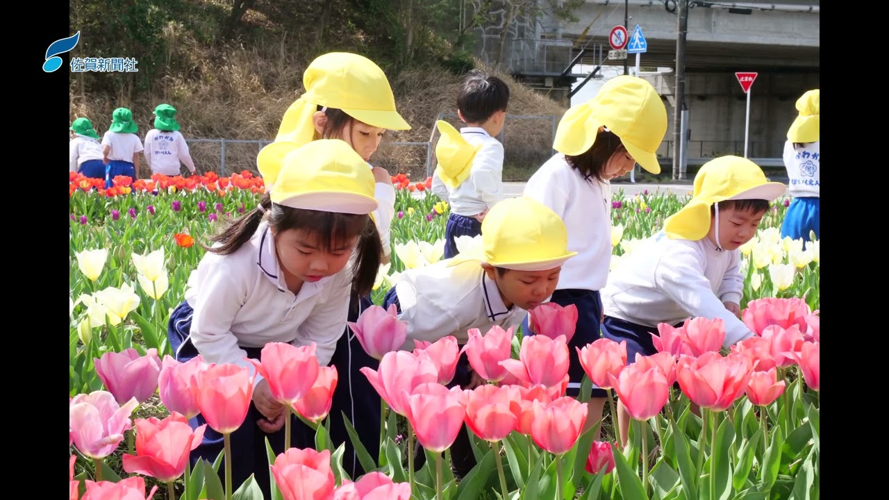 今山チューリップ園」7千200本のチューリップ、鮮やかに春の訪れ