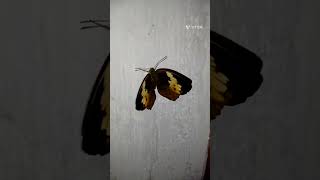 Rustic Erfly Development From Chrysalis Cupha Erymanthis