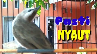 Aksi Gila Trucukan Goklik Ropel Bikin Lawan Pasti Nyaut @ Tipang Kicau