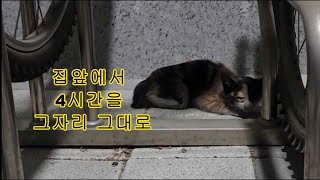 새벽 3시 집앞에서 울고있던 새끼고양이 구조 그이후