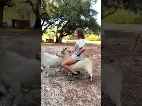 Autumn our Pygmy goat giving Cali girl a goat ride lol