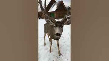 Deer Meets Guy at the Door || ViralHog
