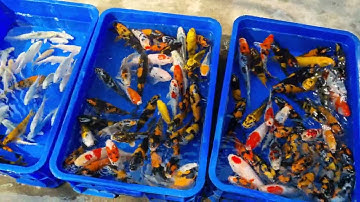 Koi Nhật Ki Hi Utsuri, Combo cá koi mini