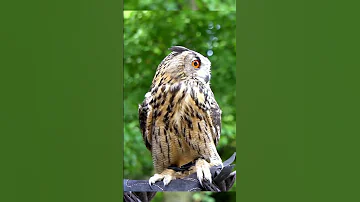 صوت بومه ام قرون Bubo Bubo Bubo طيور ام قرون بومه 