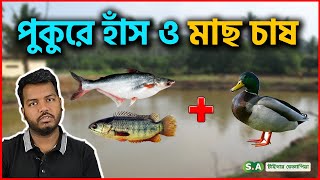 পুকুরে হাঁস ও মাছের সমন্বিত চাষ || পুকুরে হাঁস ও মাছ চাষ || #shakibagro screenshot 5