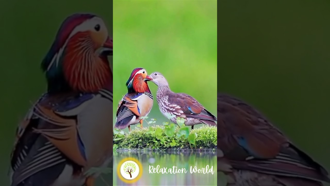 Relaxing Music with Beautiful Birds - Sleep Music By Relaxation World! 