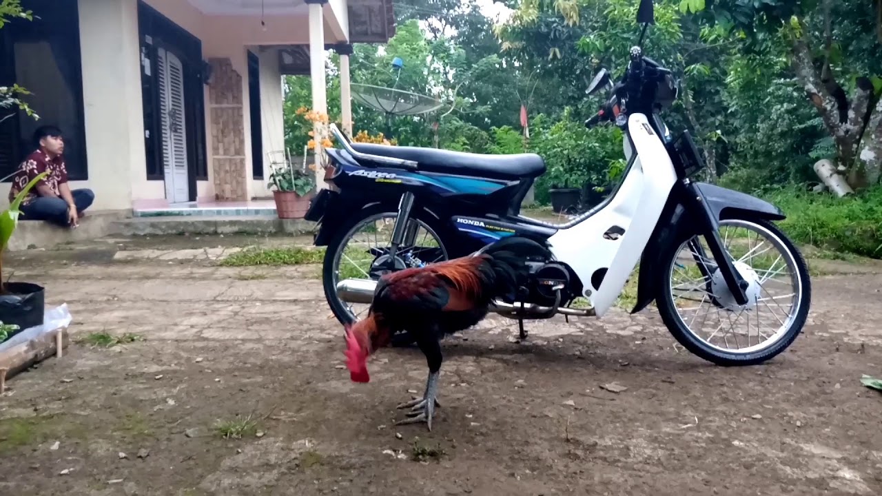 Suara Ayam Pelung ku 