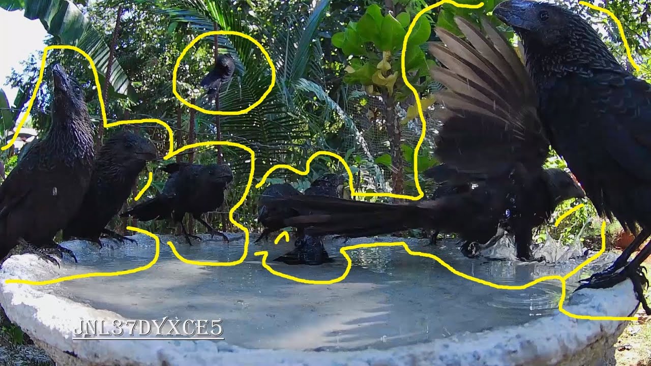 Bird Bath (169) 🦅🚿 YouTube