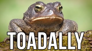 15 Unbearable Animal Puns