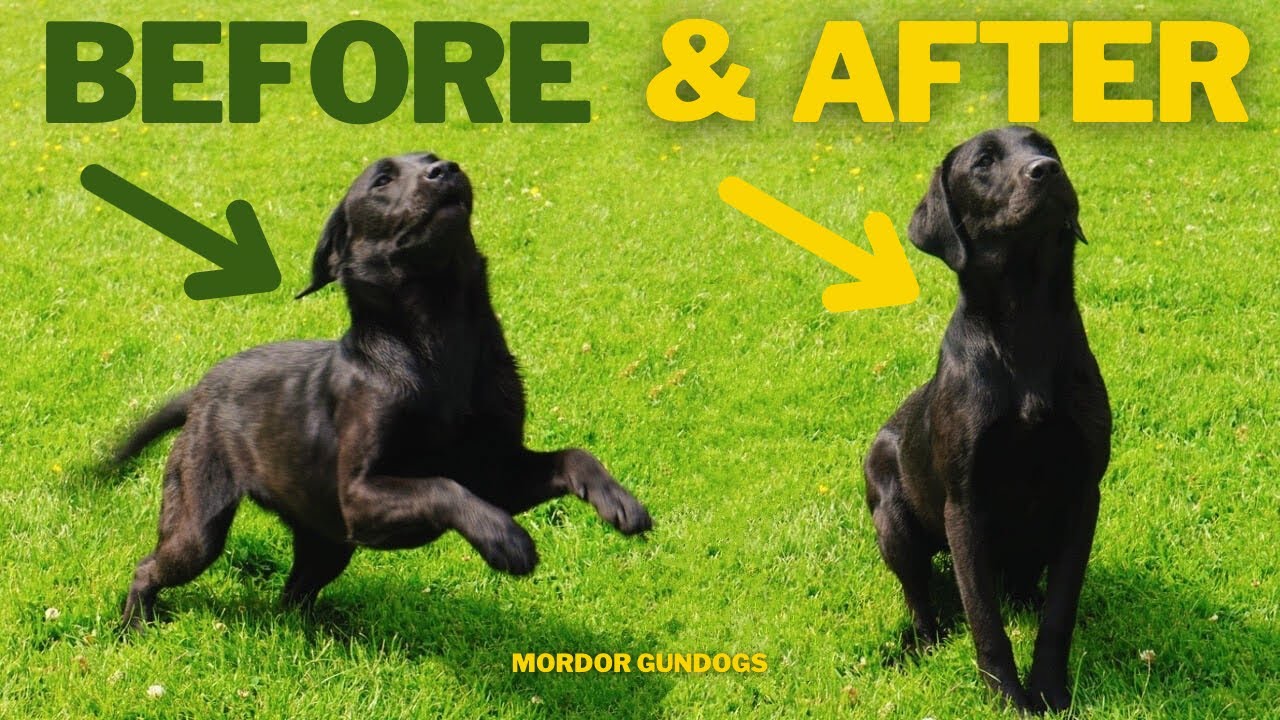 How To Introduce The STOP WHISTLE To Your Dog