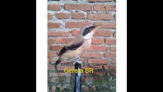 masteran suara gereja BR berjeda