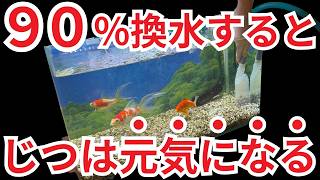 本当は教えたくない大量換水の凄さ13水換えを今すぐやめるべき理由