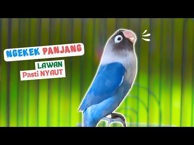 Suaranya Mudah Ditiru, Bikin Lovebird Ngekek Panjang Langsung Respon | Pancingan Suara Labet class=