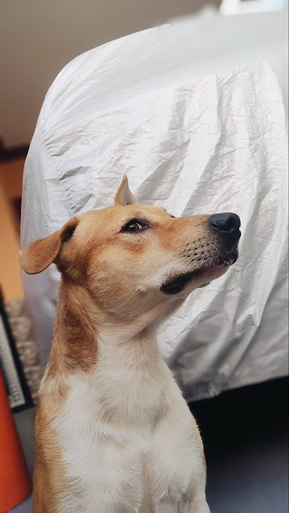 apna pyaara bhullu #song #coversong #jubinnautiyal #arijitsingh #bollywood #petsrule #goldenretrieve