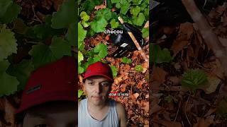 Oque tinha na camera que fez ela desaparecer?  #shorts