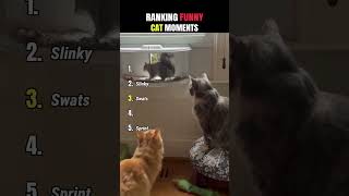 Ranking the Wildest Cat Moments 😂