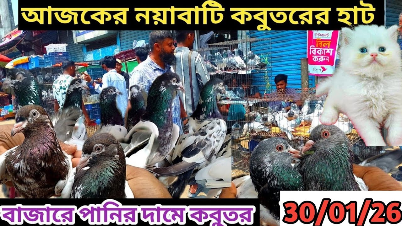সবথেকে বড়ো কবুতরের হাট খালিশপুর নয়াবাটি পর্ব ১৬০largest pigeon market khu #highlights #pigeon  @PKS2