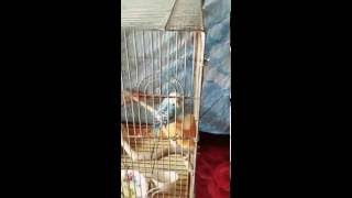 My casual birds