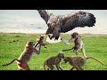 Eagle Vs Five Monkeys In A Big Fights- Can Baby Monkey Escape?