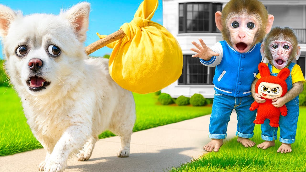 Mono Choco Reto de Encontrar su Perro Perdido y Luego Nadar en Piscina de Bolas - CHOCO Life Espanol