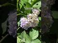 紫陽花の芽が息吹いてから、満開になるまでの4ヶ月間を追ってみました。