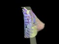 Design Video: Adult Breast